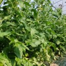 일구농장 이미지