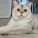 먼치캣(Munchi cat) | 오창고양이분양 둘째로 가는 골드바이 먼치킨분양 후기