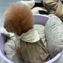 현대애견사료 이미지