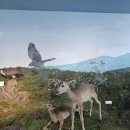 제주민속.자연사박물관. 이미지