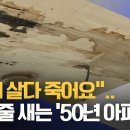 "거기 살다 죽어요"..장맛비 줄줄 새는 '50년 아파트 이미지