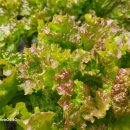 서종의 아침 이미지