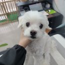 러블리 멍멍이 이미지