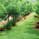 진명농원 이미지