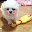 꼬끼오PC 네이버블로그