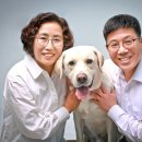 올리브트리 이미지