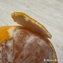 윤의열 농장 이미지