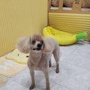 스리언니 이미지