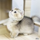 청담고양이 이미지