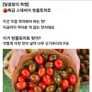 특급 스테비아 방울토마토 이미지