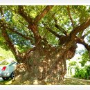 괴시1리경로당 이미지