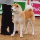 아키타 이미지