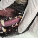 스마일동물의료센터 이미지