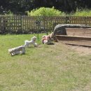 오마이독 이미지