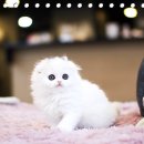 볼태기샵 네이버블로그