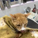 러블리펫그루밍 | 김제 고양이 미용 추천/ 요촌동 고양이 미용 목욕 가능한곳/ 당일예약 가능/ 러블리펫그루밍