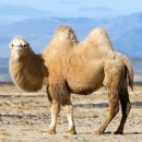 ﻿낙타(Camels) 이미지