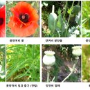 (웹소설) : 마약 - 4. 헤로인을 팔아라 이미지