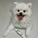 플란다스 | 강아지치약 플란다스 덴탈클린 치약 입냄새 줄어든 후기