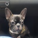 더 펫샵 이미지