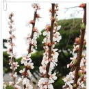 대영농원 이미지