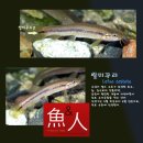 한국의 민물고기 이미지