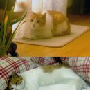 [경기도 파주시 교하읍]목줄있는 노란 고양이 보호중입니다(사진첨부) 이미지
