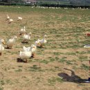 삼포농장 이미지