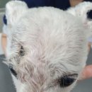 천안동물의료센터 24시 이미지