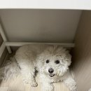 댕댕이,봄 | 우리집 강아지 미용 다녀왔어요~/강아지 미용 후기/전주 삼천동 댕댕이봄