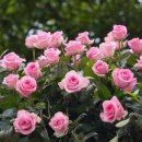 묵동-001 이미지