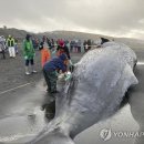 '고래에 펭귄에' 세계 곳곳 해양생물 해변서 떼죽음 왜 이미지