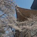 구 영락교회 | 봄빛에 물든 하루, 반주과 일상 | 벚꽃 명소 추천