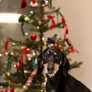 블루멍 펫 테라피 이미지