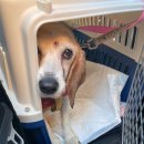 소망켄넬 | 24.01.27.(토) 아미 이동봉사(아미의 여생이 편안하기를...)