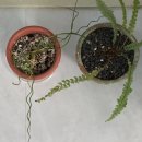 범용농장 | 분갈이흙 거목산업사 식집사 흙 홈가드닝