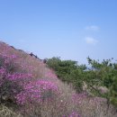 고려산 진달래길에서 만나는 꽃밭속의 반가운 길벗님의 행복한 여정 이미지