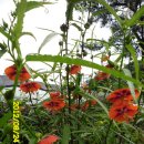 선산대로-20 이미지