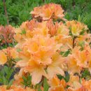 부리농장 이미지