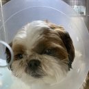 자연은동물병원 이미지