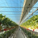 이슬농장2 이미지