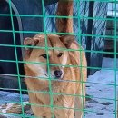 진도개패밀리 이미지