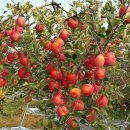 용궁농장(2) 이미지