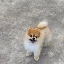 갈매독 애견유치원 이미지