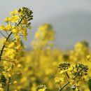 유채와바다 이미지