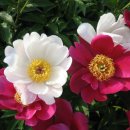 천호역10번출구앞 이미지