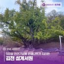 500살 | 500살 천연기념물 은행나무가 자리한 김천 섬계서원