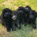 토이 켄넬 이미지