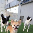 도그런하우스 이미지