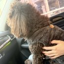 초이스외과동물병원 | 장재영 외과 동물 병원 tplo(십자인대 파열) 수술 후기 1